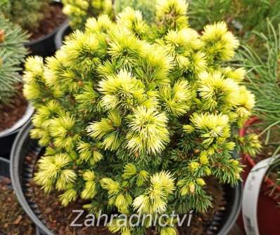 smrk - Picea glauca 'Jalako Gold'
