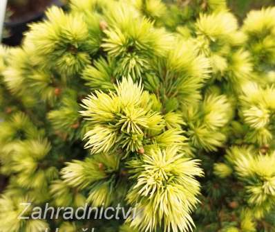 smrk - Picea glauca 'Jalako Gold'
