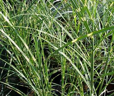 ozdobnice - Miscanthus sinensis 'Puentchen'