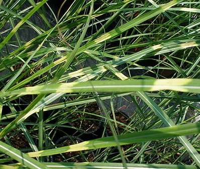 ozdobnice - Miscanthus sinensis 'Puentchen'