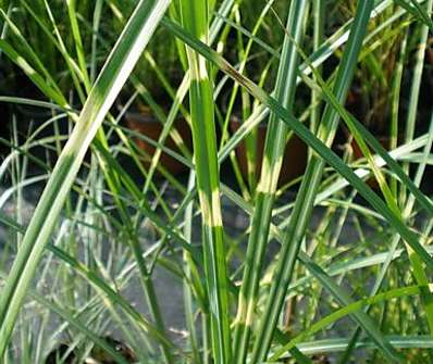ozdobnice - Miscanthus sinensis 'Puentchen'