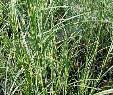 ozdobnice - Miscanthus sinensis 'Puentchen'