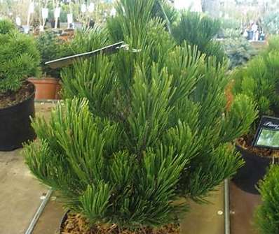 Borovice - Pinus heldreichii 'Compact Gem'