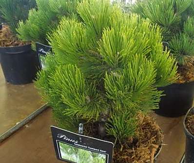Borovice - Pinus heldreichii 'Compact Gem'