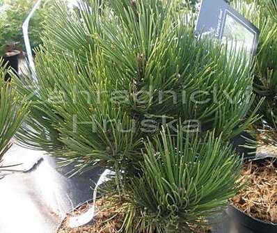 Borovice - Pinus heldreichii 'Compact Gem'