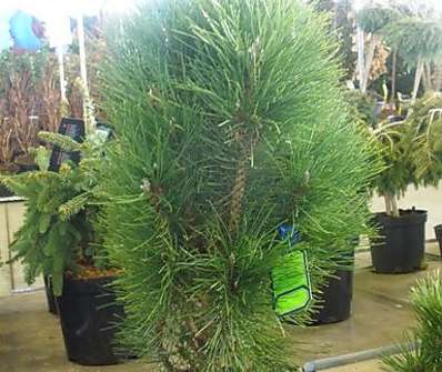 Borovice - Pinus nigra 'Green Tower'.