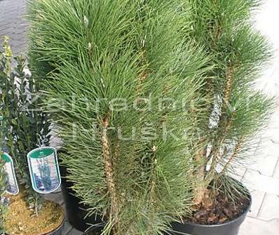Borovice - Pinus nigra 'Green Tower'.