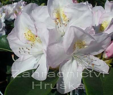 Rhododendron 'Nancy Evans'