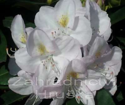 Rhododendron 'Nancy Evans'
