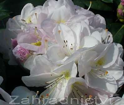 Rhododendron 'Nancy Evans'