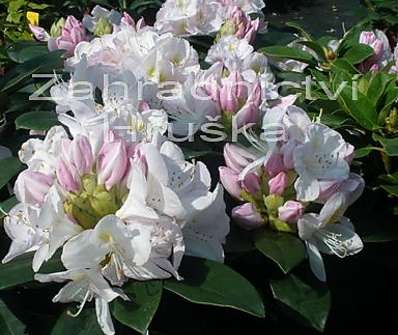 Rhododendron 'Nancy Evans'