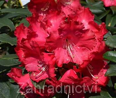 Rhododendron 'Halfdan Lem'