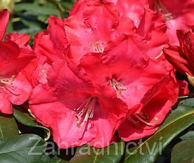 Rhododendron 'Halfdan Lem'