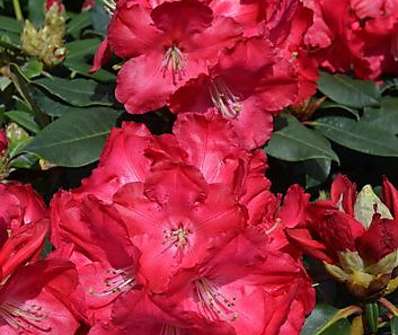 Rhododendron 'Halfdan Lem'