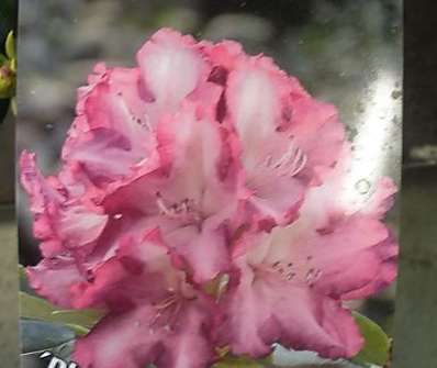 Rhododendron yakushimanum 'Blurettia'