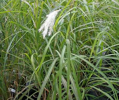 ozdobnice - Miscanthus sinensis 'Purpurescens'