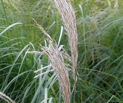 ozdobnice - Miscanthus sinensis 'Purpurescens'