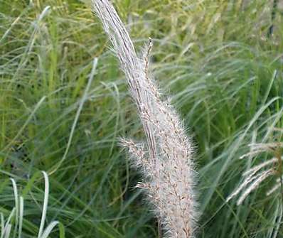 ozdobnice - Miscanthus sinensis 'Purpurescens'