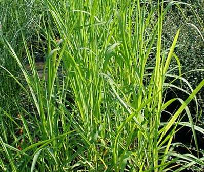 ozdobnice - Miscanthus sinensis 'Purpurescens'