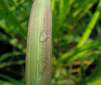 ozdobnice - Miscanthus sinensis 'Purpurescens'