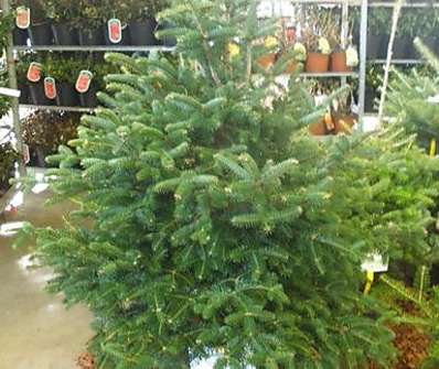 jedle - Abies cephalonica 'Meyer's Dwarf'