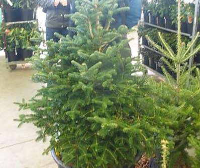 jedle - Abies cephalonica 'Meyer's Dwarf'