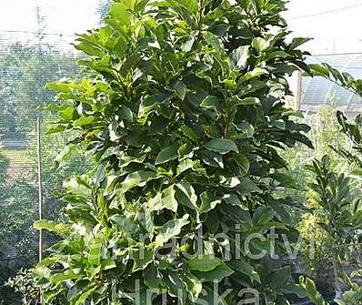 šácholan - Magnolia obovata (liliflora) 'Purpurea'