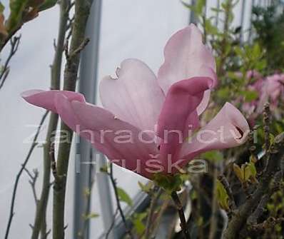 šácholan - Magnolia obovata (liliflora) 'Purpurea'