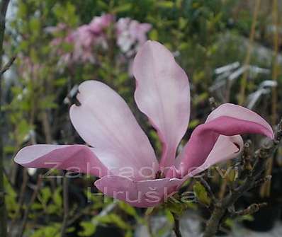 šácholan - Magnolia obovata (liliflora) 'Purpurea'