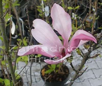 šácholan - Magnolia obovata (liliflora) 'Purpurea'