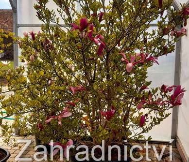 šácholan - Magnolia obovata (liliflora) 'Purpurea'