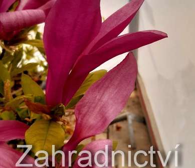 šácholan - Magnolia obovata (liliflora) 'Purpurea'