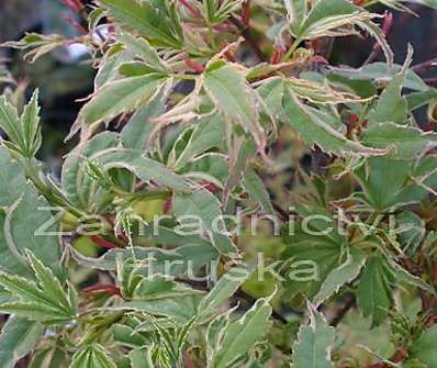 javor - Acer palmatum 'Butterfly'.