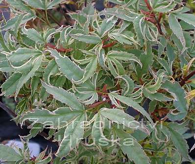 javor - Acer palmatum 'Butterfly'.