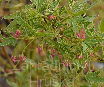 javor - Acer palmatum 'Butterfly'.