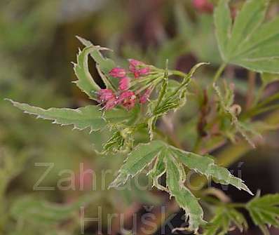 javor - Acer palmatum 'Butterfly'.