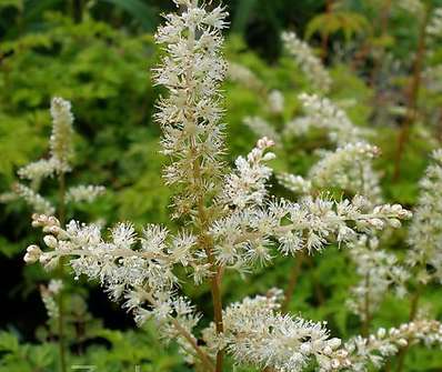 Aruncus aethusifolius ´Noble Spirit´