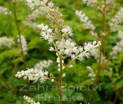 Aruncus aethusifolius ´Noble Spirit´