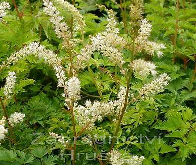 Aruncus aethusifolius ´Noble Spirit´
