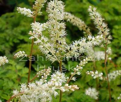 Aruncus aethusifolius ´Noble Spirit´