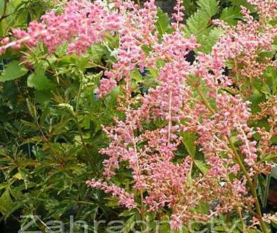 Astilbe arendsii Flamingo