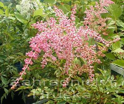 Astilbe arendsii Flamingo