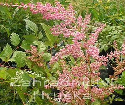 Astilbe arendsii Flamingo