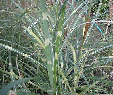 ozdobnice - Miscanthus sinensis 'Zebrina'