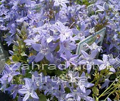 Campanula garganica ´Filigree´