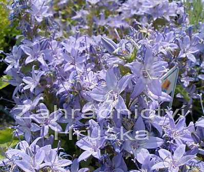 Campanula garganica ´Filigree´