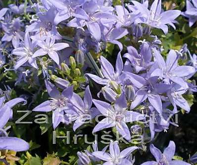 Campanula garganica ´Filigree´