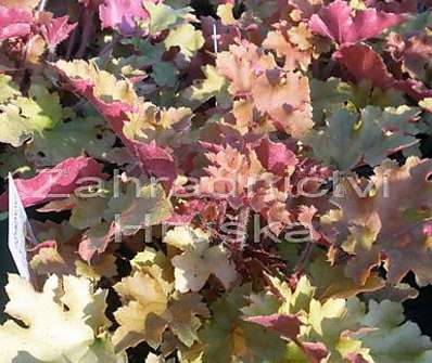 Heuchera Marmalade