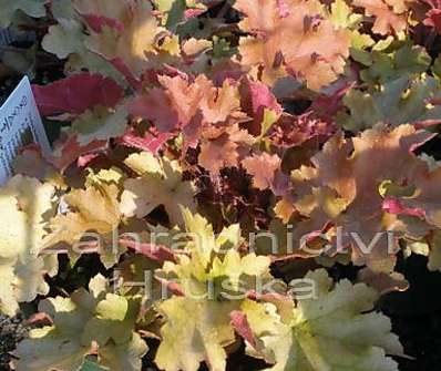 Heuchera Marmalade