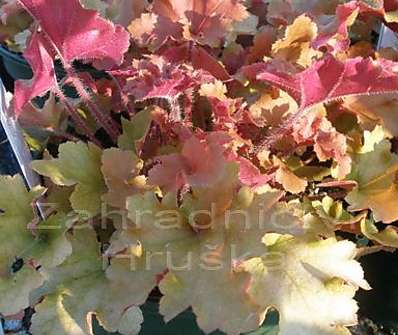 Heuchera Marmalade